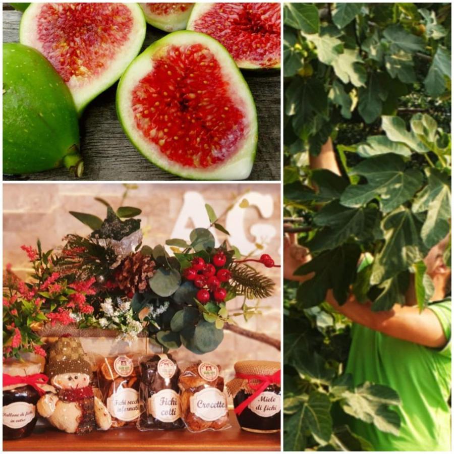 San Benedetto UllanoAgri Art别墅 外观 照片